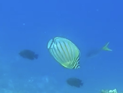 Clown Butterflyfish