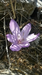 Colchicum feinbruniae