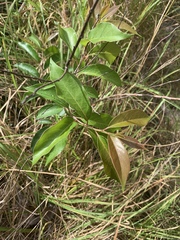 Diospyros virginiana image