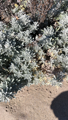 Artemisia stelleriana