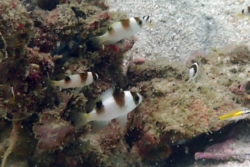 Amblypomacentrus breviceps