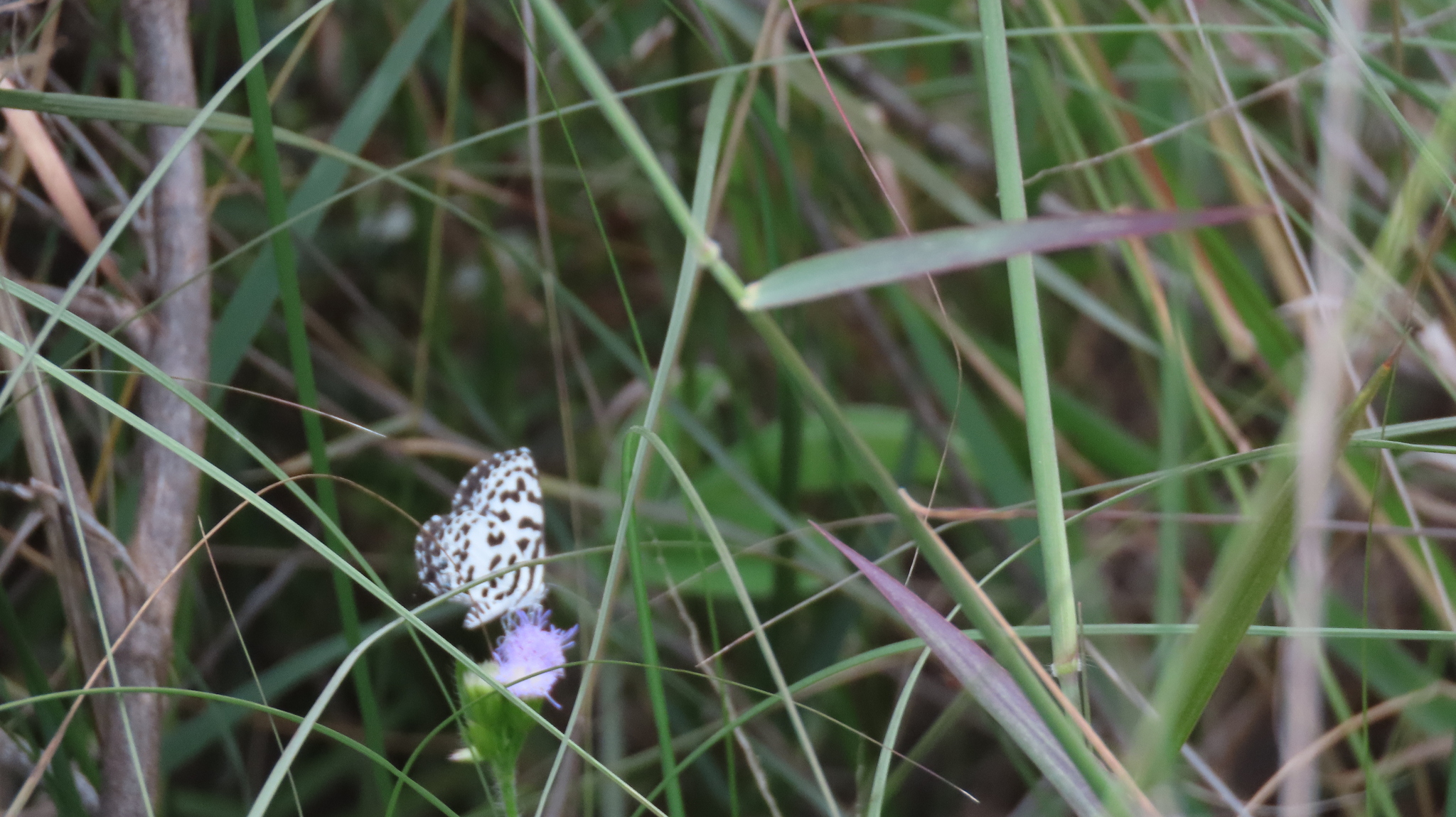 Common Pierrot