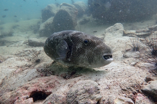 Arothron stellatus