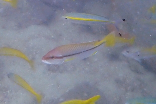 Lutjanus vitta