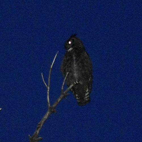 View observation of {o.common_name} on iNaturalist