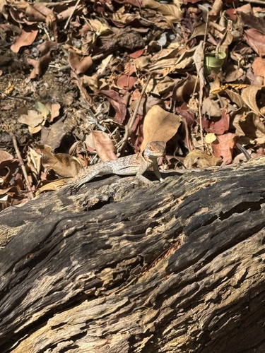 Cuvier's Madagascar Swift