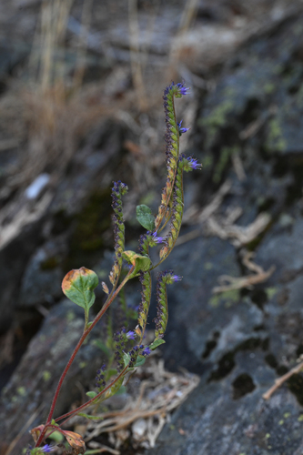 persistentflower phacelia (Phacelia marcescens)