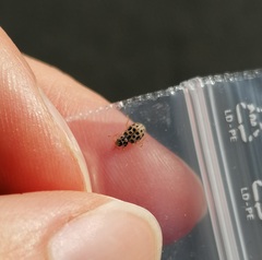 Anisosticta novemdecimpunctata