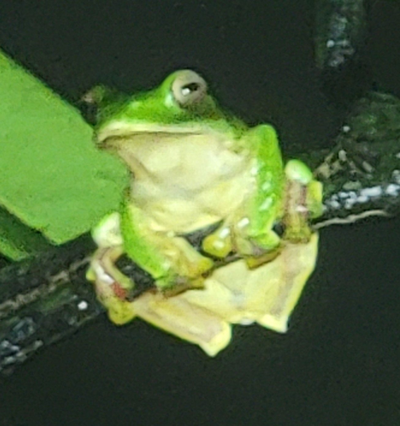 Malabar Gliding Tree Frog