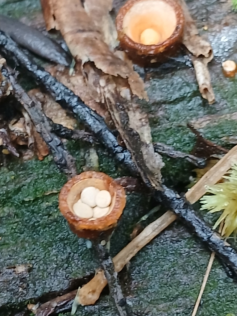 Crucibulum simile · July 2025 · photo: © mphnz (iNaturalist, cc0)