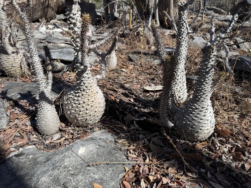 Pachypodium ambongense