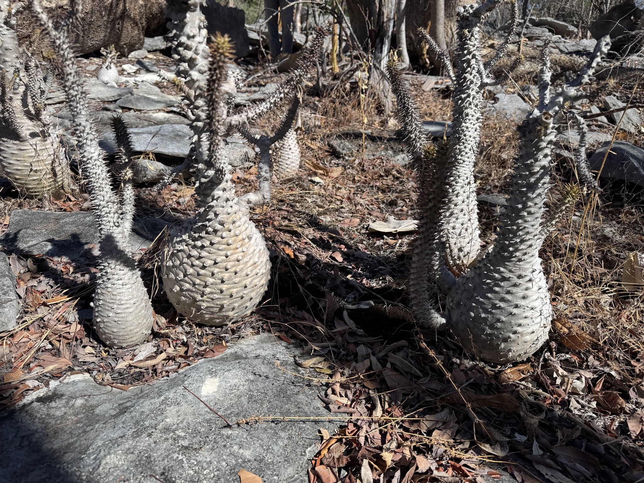 Q23多肉植物 サボテン Pachypodium ambongense パキポディウム