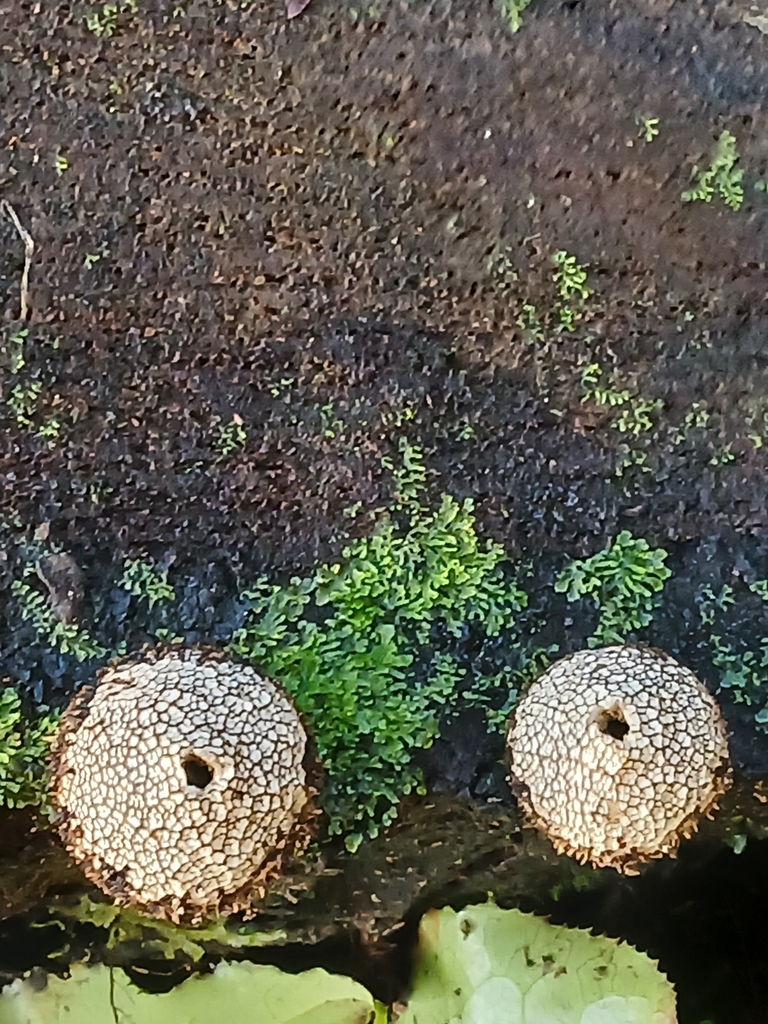 Lycoperdon compactum · July 2025 · photo: © mphnz (iNaturalist, cc0)