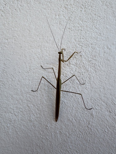 Stick Mantis
