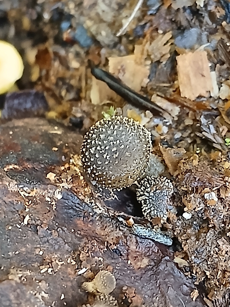 Armillaria novae-zelandiae · July 2025 · photo: © mphnz (iNaturalist, cc0)