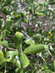 Quercus myrtifolia image