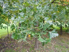 Quercus macrocarpa
