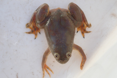 Xenopus muelleri