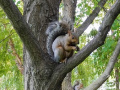 Sciurus carolinensis