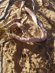 Masticophis flagellum piceus