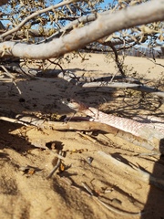 Masticophis flagellum piceus