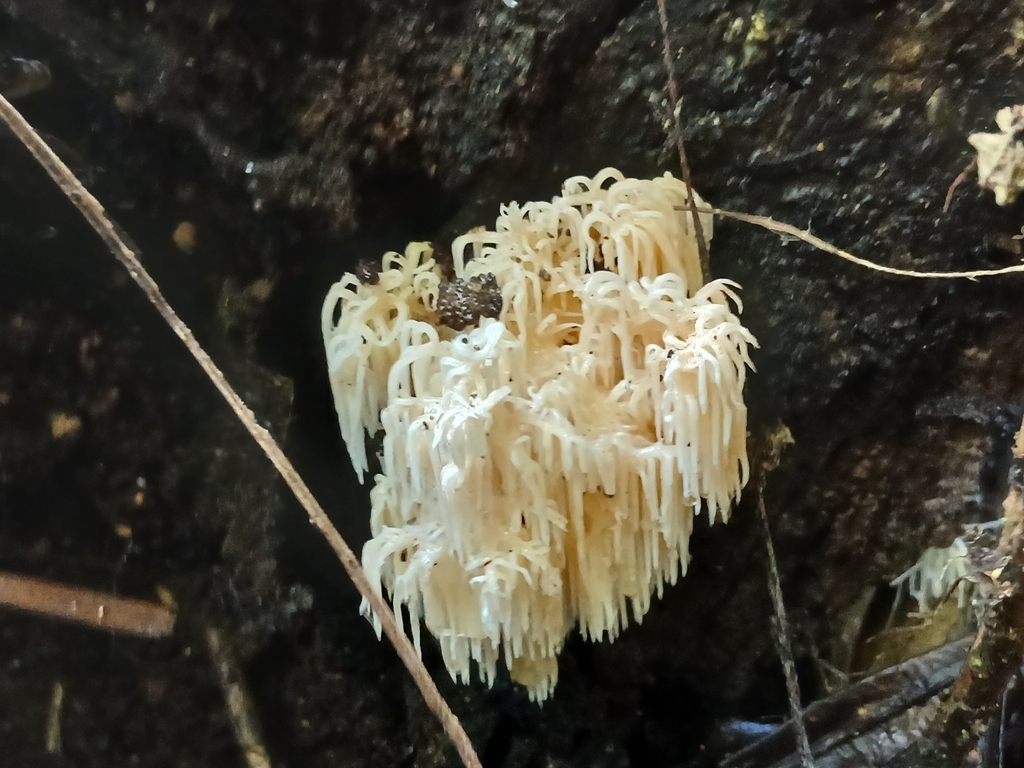 Hericium novae-zealandiae · July 2025 · photo: © mphnz (iNaturalist, cc0)