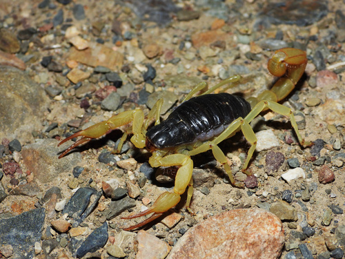 Black Hairy Scorpion