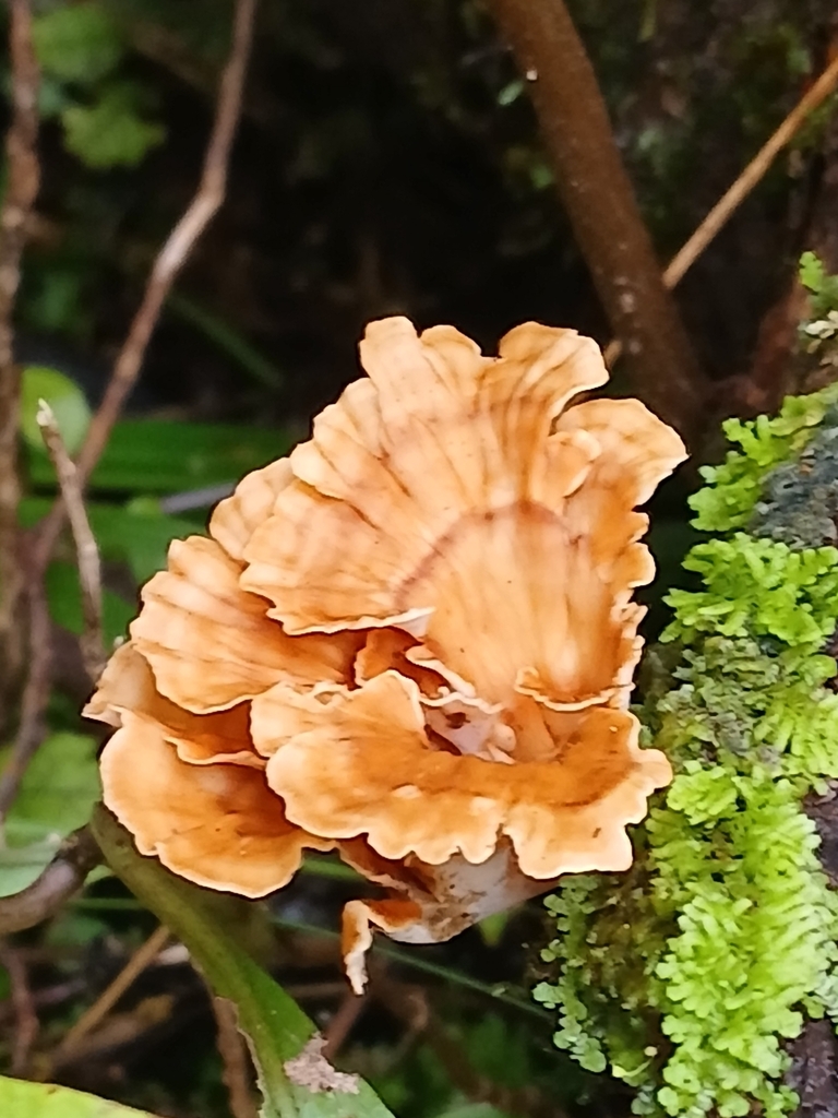 Podoscypha petalodes · July 2025 · photo: © mphnz (iNaturalist, cc0)
