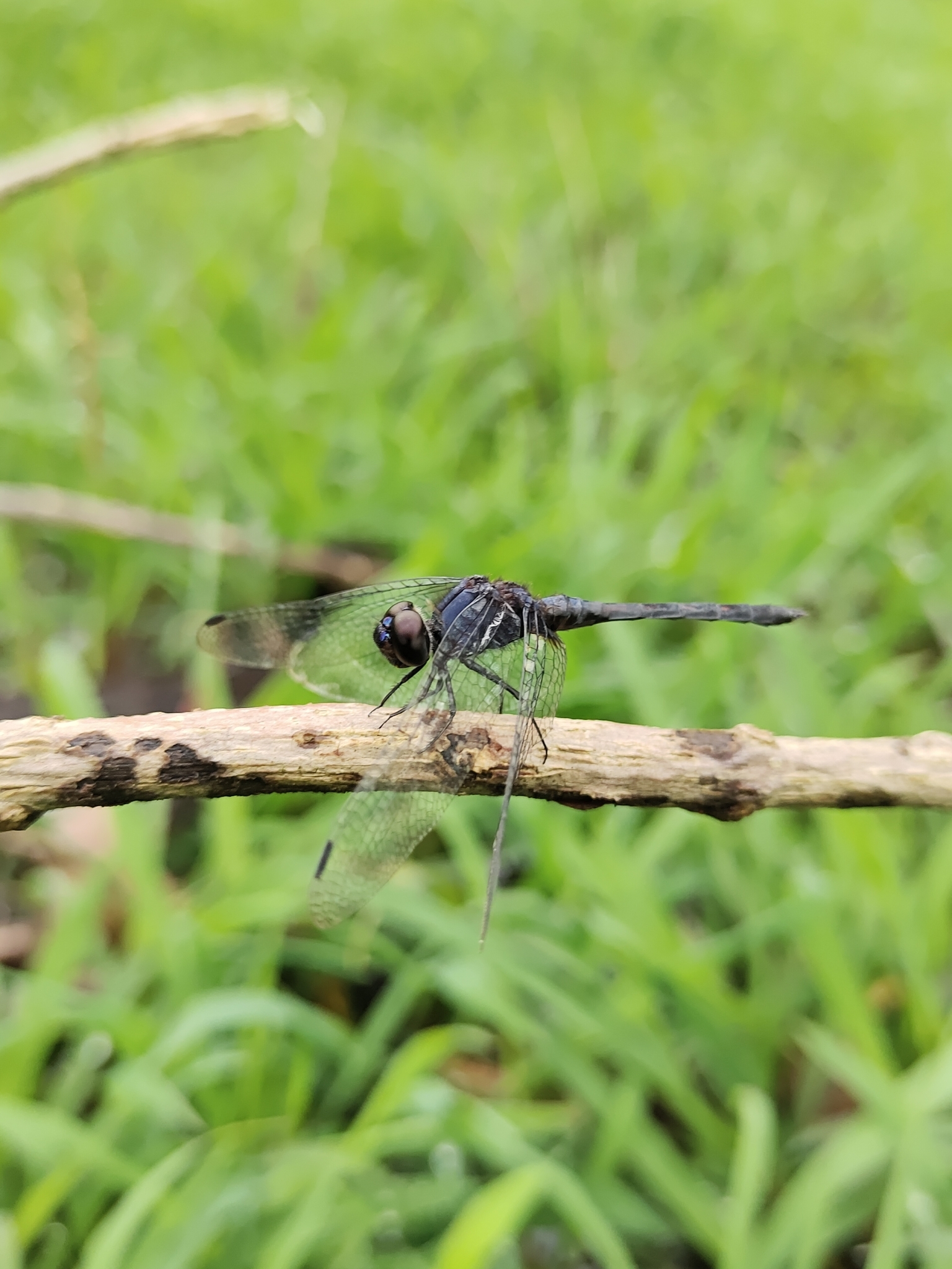 Black Stream Glider