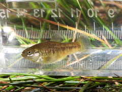 Owens Pupfish photo 2