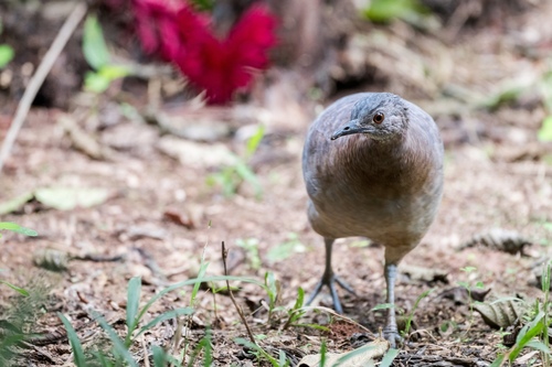 Undulated Tinamou (Crypturellus undulatus), photo 4