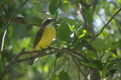 Myiozetetes similis