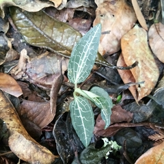Goodyera reticulata