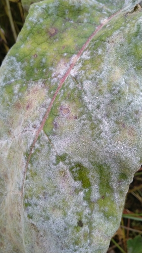 Golovinomyces verbasci