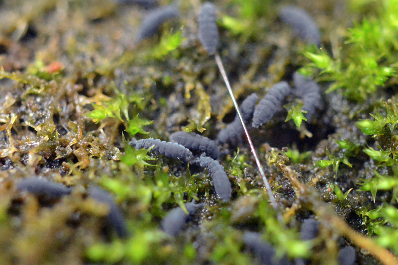 Pseudachorutes subcrassus