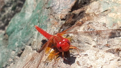 Crocothemis sanguinolenta