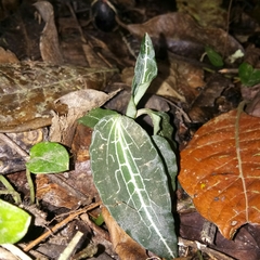 Goodyera reticulata