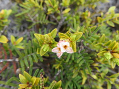Pimelea buxifolia