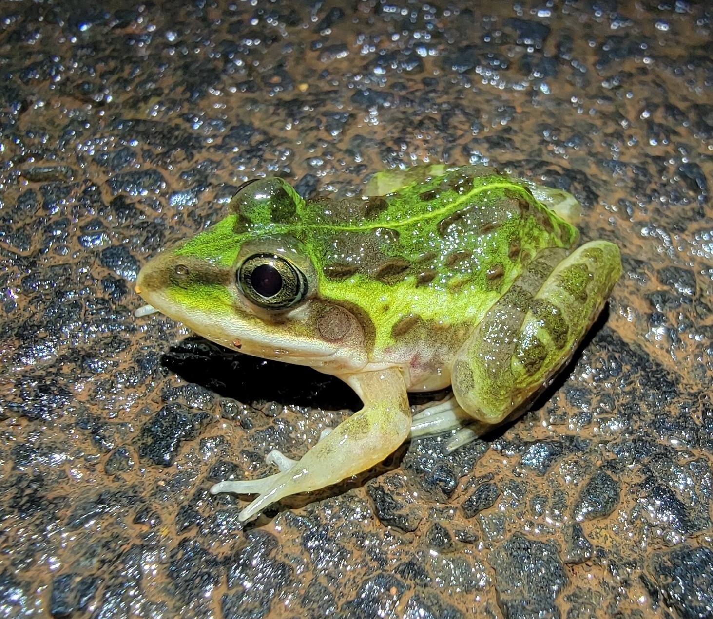 Indian Bull Frog