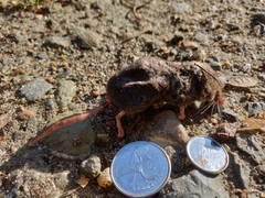 Sorex cinereus
