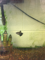 Gymnocorymbus ternetzi