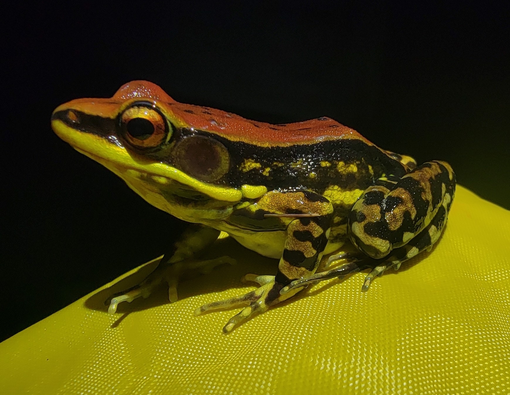 Wide-Range Fungoid Frog
