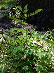 Phyllanthus urinaria image