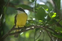 Myiozetetes similis