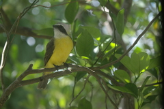 Myiozetetes similis