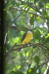 Myiozetetes similis