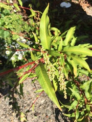 Persicaria