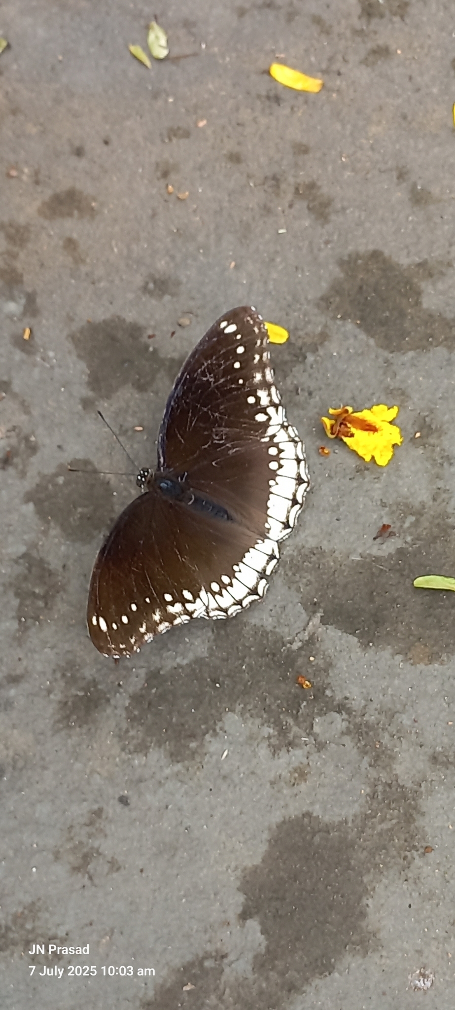 Great Eggfly