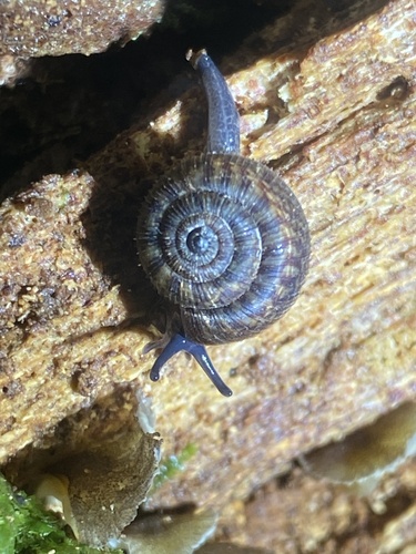 Allodiscus dimorphus, 2025-06-09