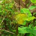 Catopsilia pomona